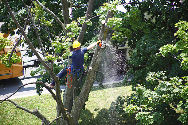  Killian, LA Tree Services Pros